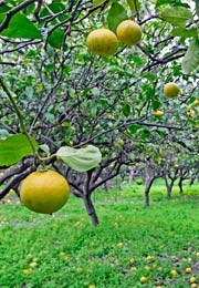 Il Bergamotto di Calabria